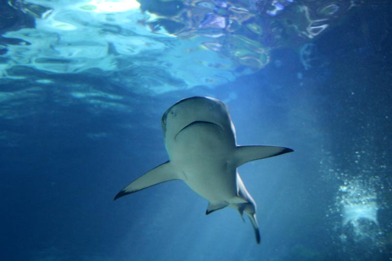 Killikus&reg; Fotographie